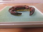 Vintage 2000s Dried Preserved Dark Red South China Sea Crab With Brown Claws