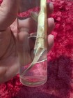 Extremely Rare Saw Shark Wet Specimen 