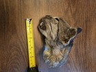 Real Taxidermy Mummified Cat Head Preserved Ooak Oddity Curio 