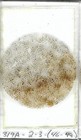 Thin-section Mount From Dsdp Hole 319a Petrographic Microscope Slide 34-319a-2-3