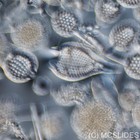 Modern Microscope Slide  Radiolaria Strew From Barbados By Klaus Kemp In Zrax 