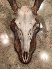 European Deer Skull Mount Plaque Oak W  Hanger  dark Walnut 