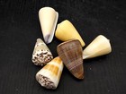 Cone Seashell Small Assorted Mix  6 Shells Approx  1 5  Inches 