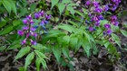 Lathyrus Vernus  70 Seeds    