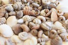 4 Oz Tiny Indian Ocean Shell Mix Mini Shells 1 4  Seashells Crafts Beach Decor
