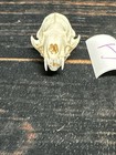 Real Xl Mink Skull Unique Gift Craft Animal Mount Art Model Head Voodoo Decor