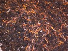 Live Red Wiggler Worms  Garden Time  Red Wiggler Compost Worms  Red Wigglers