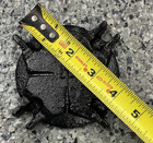 5 8x3 4    Neptune T-10 Standard Cast Iron Bottom Plate Kit  not For Low Profiles 