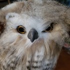 Set Of 2 Realistic Faux Fur Owl Figurines Grey White Woodland Decor Statues