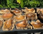 Large Gamal Wood Root Bowl - Handmade Indonesian Natural Wood Home Decor