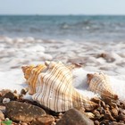Giant Natural Conch Shell 6-7 Inches striped Fox Conch Seashell large Sea Shell