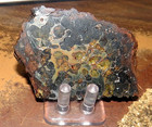 95 Gm Sericho Pallasite Meteorite Slice From Kenya Stand Olivine  2  Stand