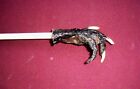 Alligator Paw Back Scratcher Swamp People Gator New Orleans New Hand Claw Teeth