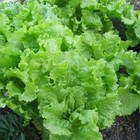 Black Seeded Simpson Lettuce Seeds   Heirloom   Non-gmo   Free Shipping   1106
