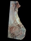 Xl Curly Birdseye Maple Burl Wood Blank Live Edge Curly Maple Ambrosia Burl Wood