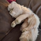 Vtg 1987 Applause Avanti Plush Seal Point Himalayan Cat Stuffed Animal Realistic