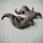 X3 Devil Seed Pods  Witchcraft Herb  Oddities  Water Caltrop  Trapa Bicornis