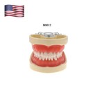 Us Dental Typodont Model Fits Kilgore Nissin 200 Type With 32pcs Removable Teeth