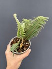Polypodium Bombycinum