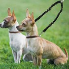 2 Way Elastic Bungee Double Dog Twin Leash For Dogs Pet Coupler Splitter Walking