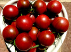 Chocolate Cherry Tomato 50 Seeds Non-gmo Organically Grown Delicious Heirloom
