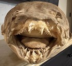 Rare 40    Long Spotted Wobbegong Fish With Rows Of Teeth Taxidermy