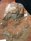 Big Paired Nodule With Rare Belinurus Fossil Horseshoe Crab  Not Mazon Creek  