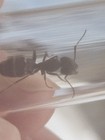 Fertile Queen Ant Camponotus Sp  q b 