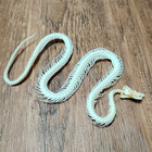 Animal Taxidermy 1pcs Real Snake Skeleton Skull Animal Specimens  12-15  30-40cm