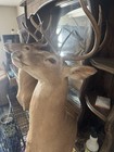 Taxidermy Deer Shoulder Mount Two For One Deal Sika Deer