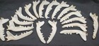  4  Coyote Lower Jaw Halves  beetle Cleaned   taxidermy Knife Bone 