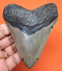 Megalodon Shark Tooth - Real Fossil - 3 83 - Shark Teeth - No Restorations