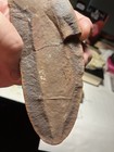 Mazon Creek Fossil   Tullimonstrum Gregarium Pair    Tully Monster     mct 1