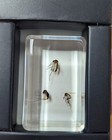 Mosquitos  Preserved In Lucite Resin  Bug Taxidermy Oddity 