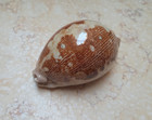 Cypraea Mappa Rosea Red Sea Shell 81 5mm F  f  Singularis Wow Great Pattern Rare