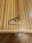 Gecko Travel Box Drum Percussion Instrument Zebra Wood New Without Box