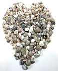 200 Natural Umbonium Button Shells Tiny Seashell Beach Craft Decor Shells