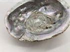 Natural Pearlescent White Pink Abalone Shell 8  1 Lb 8 9 Oz  Mop Nacre Ocean Sea