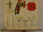 Flowers Bl  tenst  nde Bee Hummel Best  ubung 1960 Schulwandbild Mural