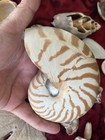 Chambered Tiger Nautilus Seashell Nautilus Pompilius  5 Inch Vintage Natural