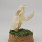 Real American Mink Skull - Dome Display - Neogale Vison - American Sourced