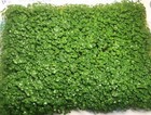 200  Pcs Aquarium Carpet Plant Seeds Aquatic Grass For Fish Tank Decor