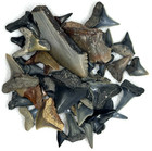 40 Florida Shark Teeth Fossil Duval County Jax Beaches And River Mix Great White