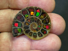Spectacular Rare ammolite canada  Inlay In Fossil Ammonite madagascar see Video 