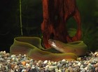 White Cheek Freshwater-eels-moray 7   8        Live-eel Aquarium Fish For Experienced
