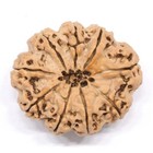 Original Natural 9 Mukhi Rudraksha Bead Nepal Origin 22 Mm Size Lab Certified