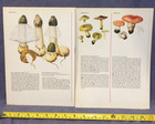 Six Pictures Of Mushrooms By Laura Maggiora From The Complete Book Of Mushrooms