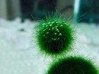 Marimo Moss 5 Balls Variety Pack  A Live Aquarium Plant  Fish Tank Plant
