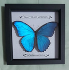 Taxidermy Real Framed Giant Blue Morpho Butterfly In Black Wooden Box Frame New