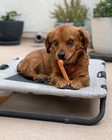 Nylabone Original Bone Power Chew Toy For Dogs  Durable Dog Toys For A